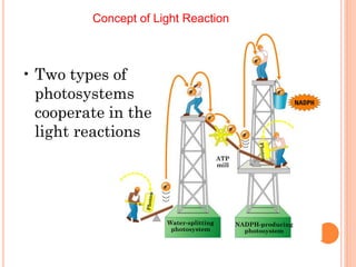 Concept of Light Reaction



• Two types of
  photosystems
  cooperate in the
  light reactions
                                        ATP
                                        mill




                      Water-splitting          NADPH-producing
                       photosystem               photosystem
 