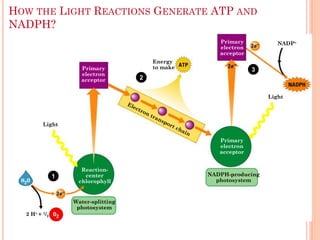 HOW THE LIGHT REACTIONS GENERATE ATP AND
NADPH?
                                                      Primary           NADP
                                                      electron
                                                      acceptor
                                         Energy
                     Primary             to make                 3
                     electron
                     acceptor        2


                                                                     Light




         Light


                                                      Primary
                                                      electron
                                                      acceptor


                     Reaction-
               1      center                       NADPH-producing
                    chlorophyll                      photosystem



                   Water-splitting
                    photosystem
  2 H + 1/2
 