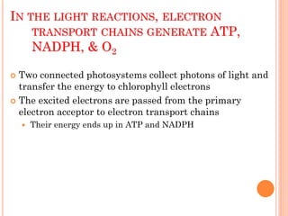 IN THE LIGHT REACTIONS, ELECTRON
    TRANSPORT CHAINS GENERATE ATP,
    NADPH, & O2

 Two connected photosystems collect photons of light and
  transfer the energy to chlorophyll electrons
 The excited electrons are passed from the primary
  electron acceptor to electron transport chains
       Their energy ends up in ATP and NADPH
 