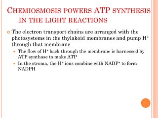 CHEMIOSMOSIS POWERS ATP SYNTHESIS
        IN THE LIGHT REACTIONS
   The electron transport chains are arranged with the
    photosystems in the thylakoid membranes and pump H+
    through that membrane
     The flow of H+ back through the membrane is harnessed by
      ATP synthase to make ATP
     In the stroma, the H+ ions combine with NADP+ to form
      NADPH
 