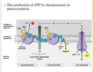    The production of ATP by chemiosmosis in
     photosynthesis



Thylakoid
compartment
(high H+)     Light                     Light




Thylakoid
membrane




                Antenna
               molecules



Stroma                     ELECTRON TRANSPORT
(low H+)                          CHAIN


                  PHOTOSYSTEM II            PHOTOSYSTEM I   ATP SYNTHASE
 