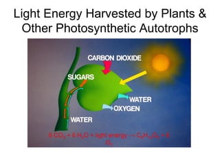 Light Energy Harvested by Plants &
  Other Photosynthetic Autotrophs




      6 CO2 + 6 H2O + light energy → C6H12O6 + 6
                          O2
 