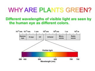 WHY ARE PLANTS GREEN?
Different wavelengths of visible light are seen by
  the human eye as different colors.


        Gamma                                  Micro-   Radio
                X-rays   UV         Infrared
         rays                                  waves    waves




                              Visible light




                          Wavelength (nm)
 