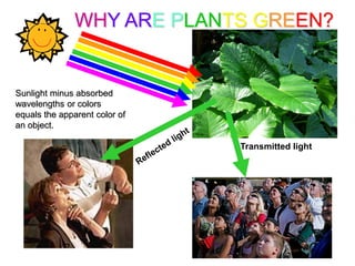 WHY ARE PLANTS GREEN?


Sunlight minus absorbed
wavelengths or colors
equals the apparent color of
an object.

                               Transmitted light
 