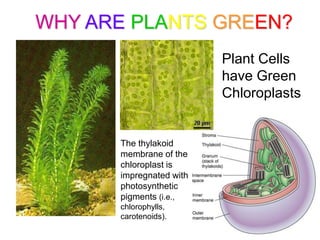 WHY ARE PLANTS GREEN?
                         Plant Cells
                         have Green
                         Chloroplasts


      The thylakoid
      membrane of the
      chloroplast is
      impregnated with
      photosynthetic
      pigments (i.e.,
      chlorophylls,
      carotenoids).
 