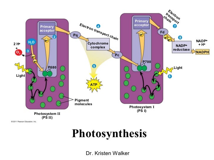 Photosynthesis