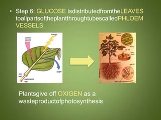 • Step 6: GLUCOSE isdistributedfromtheLEAVES
  toallpartsoftheplantthroughtubescalledPHLOEM
  VESSELS.




   Plantsgive o...
