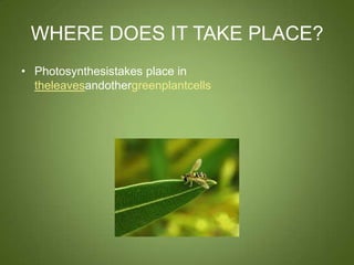 WHERE DOES IT TAKE PLACE?
• Photosynthesistakes place in
  theleavesandothergreenplantcells
 