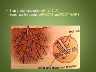 • Step 2: plantsabsorbtheRAW SAP
  fromthesoilthroughtheirROOTS andROOT HAIRS
 