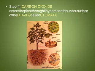 • Step 4: CARBON DIOXIDE
  enterstheplantthroughtinyporesontheundersurface
  oftheLEAVEScalledSTOMATA
 