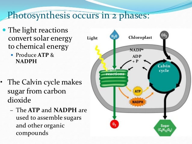 Photosynthesis - Wikipedia Photosynthesis - Wikipedia