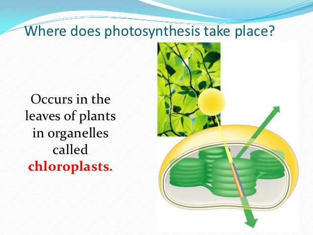 does photosythesis occur does photosythesis occur