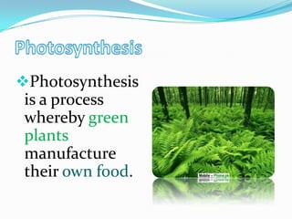 Photosynthesis
 is a process
 whereby green
 plants
 manufacture
 their own food.
 