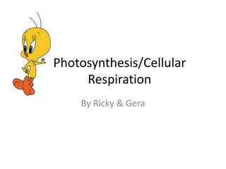 Photosynthesis/Cellular
     Respiration
    By Ricky & Gera
 