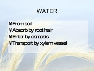 WATER From soil Absorb by root hair Enter by osmosis Transport by xylem vessel 