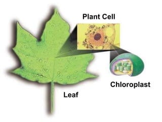 Leaf Plant Cell Chloroplast 