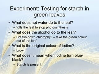 Experiment: Testing for starch in green leaves What does hot water do to the leaf? Kills the leaf to stop photosynthesis What does the alcohol do to the leaf? Breaks down chlorophyll – take the green colour out of the leaf What is the original colour of iodine? brown What does it mean when iodine turn blue-black? Starch is present 