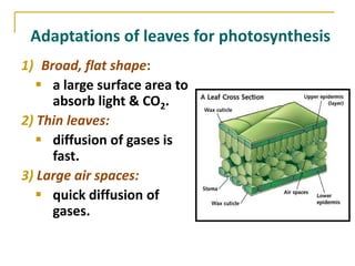 Adaptations of leaves for photosynthesis
1) Broad, flat shape:
    a large surface area to
     absorb light & CO2.
2) Thin leaves:
    diffusion of gases is
     fast.
3) Large air spaces:
    quick diffusion of
     gases.
 
