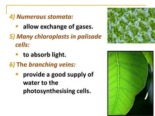 4) Numerous stomata:
   allow exchange of gases.
5) Many chloroplasts in palisade
  cells:
   to absorb light.
6) The branching veins:
   provide a good supply of
     water to the
     photosynthesising cells.
 