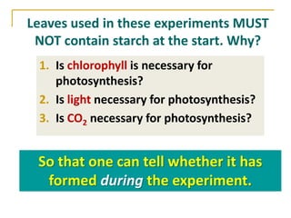 Leaves used in these experiments MUST
 NOT contain starch at the start. Why?
 1. Is chlorophyll is necessary for
    photosynthesis?
 2. Is light necessary for photosynthesis?
 3. Is CO2 necessary for photosynthesis?


 So that one can tell whether it has
  formed during the experiment.
 