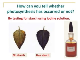 How can you tell whether
photosynthesis has occurred or not?
By testing for starch using iodine solution.




   No starch       Has starch
 