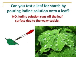 Can you test a leaf for starch by
pouring iodine solution onto a leaf?
  NO. Iodine solution runs off the leaf
   surface due to the waxy cuticle.
 