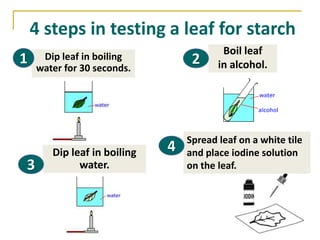 4 steps in testing a leaf for starch
                                         Boil leaf
1    Dip leaf in boiling
    water for 30 seconds.
                                  2     in alcohol.




                                 Spread leaf on a white tile
       Dip leaf in boiling   4   and place iodine solution
3            water.              on the leaf.
 