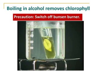 Boiling in alcohol removes chlorophyll
   Precaution: Switch off bunsen burner.
 