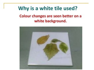 Why is a white tile used?
Colour changes are seen better on a
        white background.
 