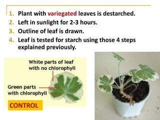 1.   Plant with variegated leaves is destarched.
2.   Left in sunlight for 2-3 hours.
3.   Outline of leaf is drawn.
4.   Leaf is tested for starch using those 4 steps
     explained previously.




CONTROL
 