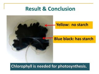 Result & Conclusion

                        Yellow: no starch


                       Blue black: has starch




Chlorophyll is needed for photosynthesis.
 