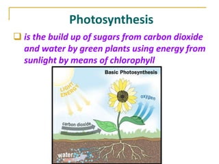 Photosynthesis
 is the build up of sugars from carbon dioxide
  and water by green plants using energy from
  sunlight by means of chlorophyll
 