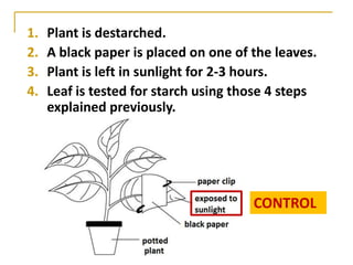 1.   Plant is destarched.
2.   A black paper is placed on one of the leaves.
3.   Plant is left in sunlight for 2-3 hours.
4.   Leaf is tested for starch using those 4 steps
     explained previously.




                                       CONTROL
 