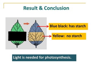 Result & Conclusion


                     Blue black: has starch

                       Yellow: no starch




Light is needed for photosynthesis.
 