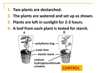 1.   Two plants are destarched.
2.   The plants are watered and set up as shown.
3.   Plants are left in sunlight for 2-3 hours.
4.   A leaf from each plant is tested for starch.




                               CONTROL
 