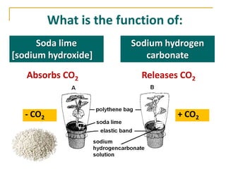 What is the function of:
      Soda lime         Sodium hydrogen
[sodium hydroxide]         carbonate
   Absorbs CO2            Releases CO2


  - CO2                           + CO2
 
