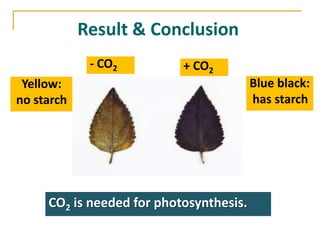 Result & Conclusion
             - CO2         + CO2
 Yellow:                                 Blue black:
no starch                                has starch




     CO2 is needed for photosynthesis.
 