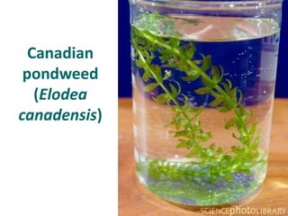 Canadian
 pondweed
   (Elodea
canadensis)
 