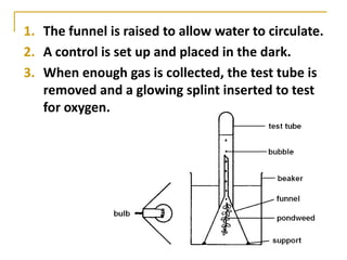 1. The funnel is raised to allow water to circulate.
2. A control is set up and placed in the dark.
3. When enough gas is collected, the test tube is
   removed and a glowing splint inserted to test
   for oxygen.
 