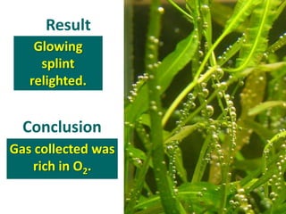 Result
    Glowing
     splint
   relighted.


  Conclusion
Gas collected was
    rich in O2.
 