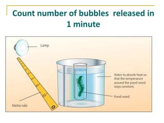 Count number of bubbles released in
            1 minute
 