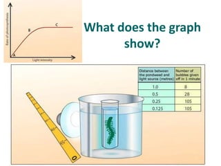 What does the graph
      show?
 