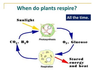 When do plants respire?
                   All the time.
 