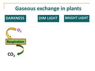 Gaseous exchange in plants
DARKNESS       DIM LIGHT   BRIGHT LIGHT


      O2

Respiration


CO2
 