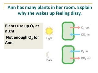 Ann has many plants in her room. Explain
     why she wakes up feeling dizzy.

Plants use up O2 at
night.
Not enough O2 for
Ann.
 