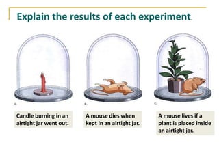 Explain the results of each experiment.




Candle burning in an     A mouse dies when          A mouse lives if a
airtight jar went out.   kept in an airtight jar.   plant is placed inside
                                                    an airtight jar.
 