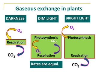 Gaseous exchange in plants
DARKNESS         DIM LIGHT       BRIGHT LIGHT

                                   O2
      O2
               Photosynthesis     Photosynthesis
Respiration             CO2

                O2
CO2              Respiration       Respiration

              Rates are equal.      CO2
 