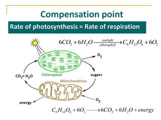 Compensation point
Rate of photosynthesis = Rate of respiration
                                 sunlight
                6CO2 6H 2O     chlorophyll
                                              C6 H12O6 6O2




              C6 H12O6   6O2   6CO2          6 H 2O energy
 