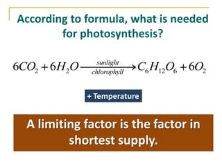 According to formula, what is needed
        for photosynthesis?

                sunlight
6CO2 6H 2O    chlorophyll
                            C6 H12O6 6O2

             + Temperature


  A limiting factor is the factor in
          shortest supply.
 