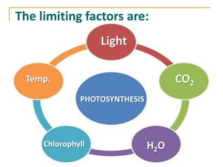 The limiting factors are:
                   Light

 Temp.                               CO2
              PHOTOSYNTHESIS




     Chlorophyll               H2O
 
